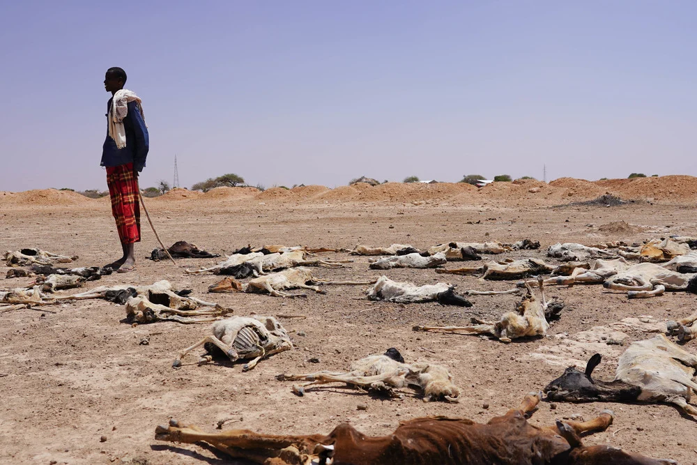 A herder in Ethiopia’s Somali region experiences the drought in the Horn of Africa. He stands amid dead livestock as a result of climate change. 