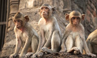 three Monkeys