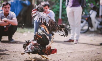 Game fowls in a cockfighting derby