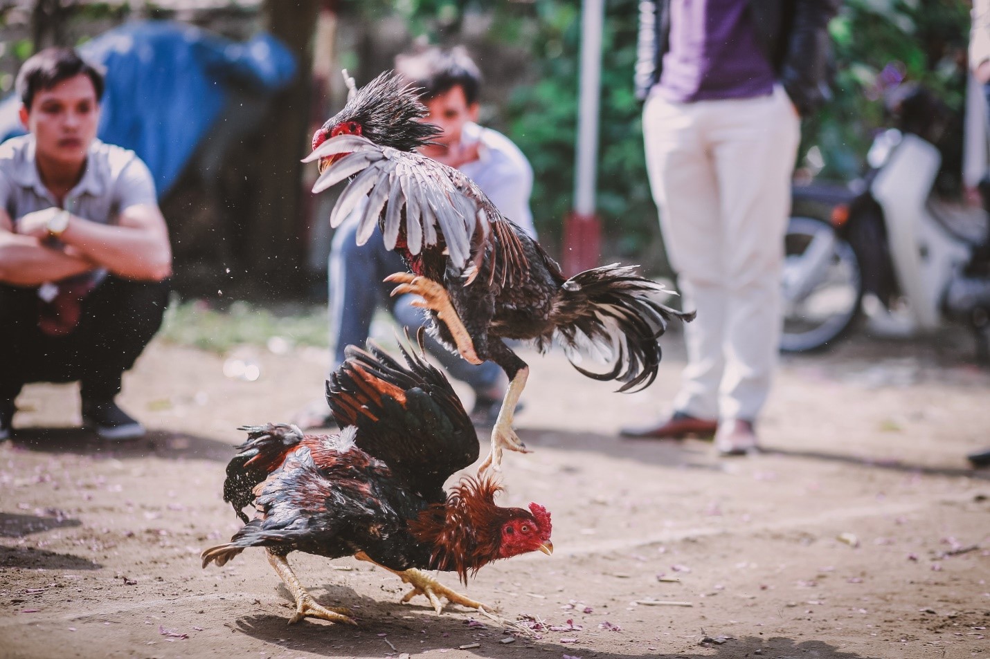 Game fowls in a cockfighting derby