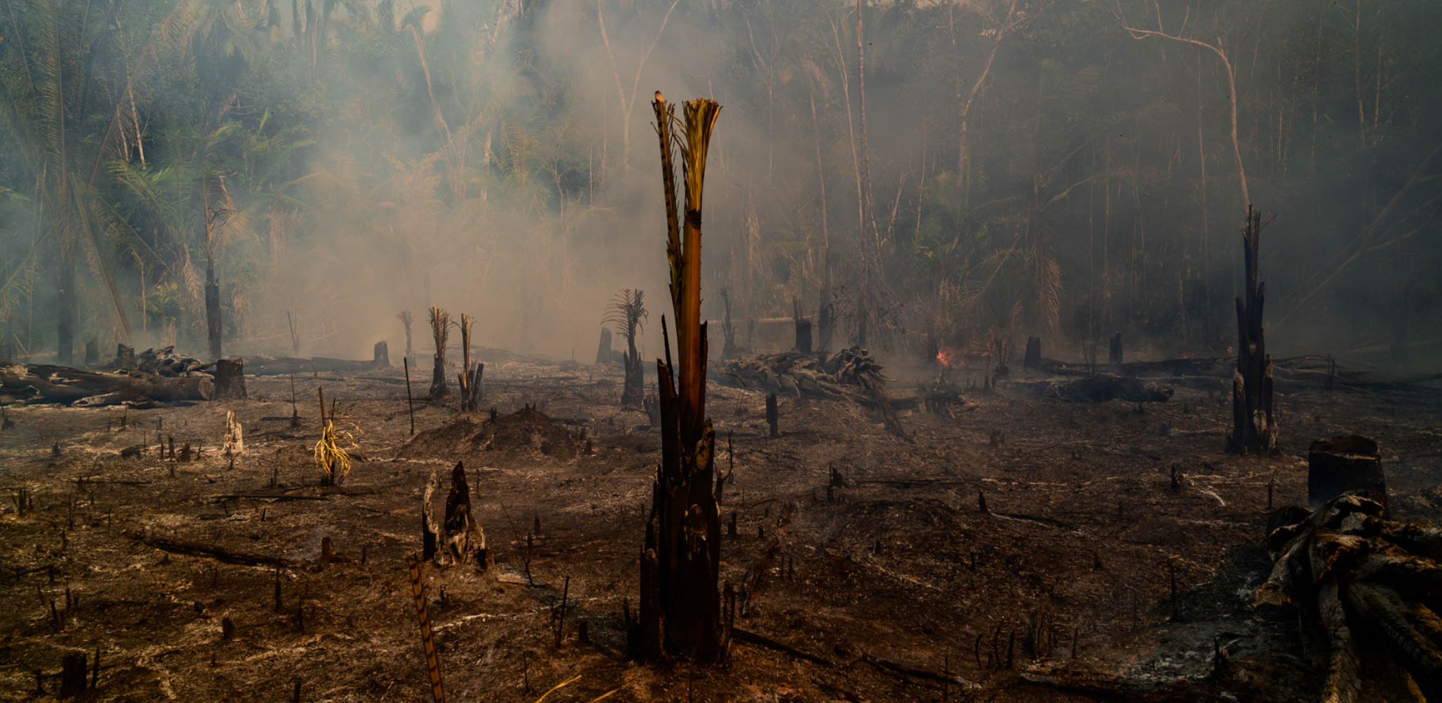 Accelerating Deforestation in the Amazon Rainforest Threatens Ongoing Climate Change Crisis